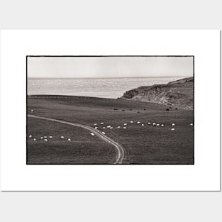 Sheep and cattle graze on the Mull of Galloway, Scotland Posters and Art